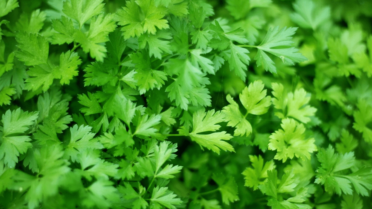 parsley