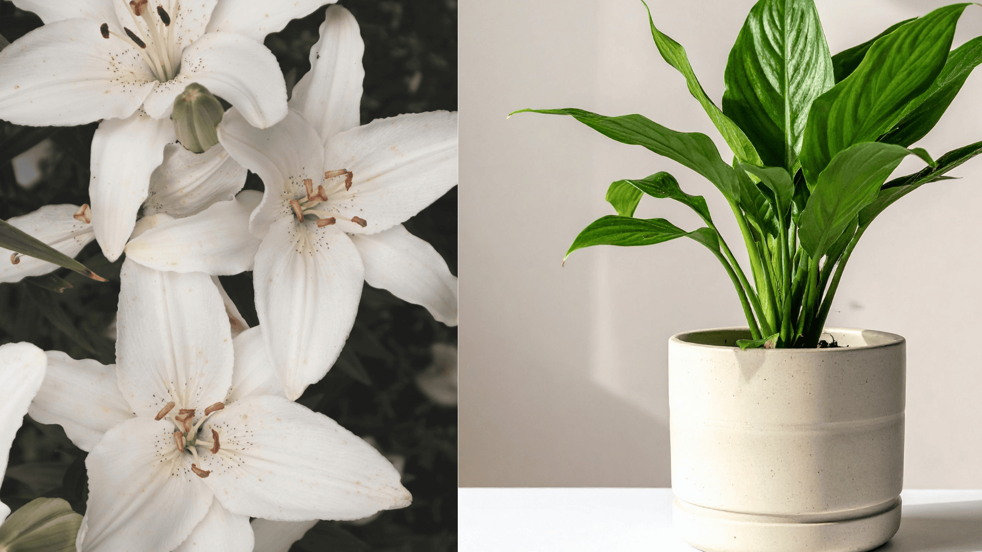 peace-lilies-plant