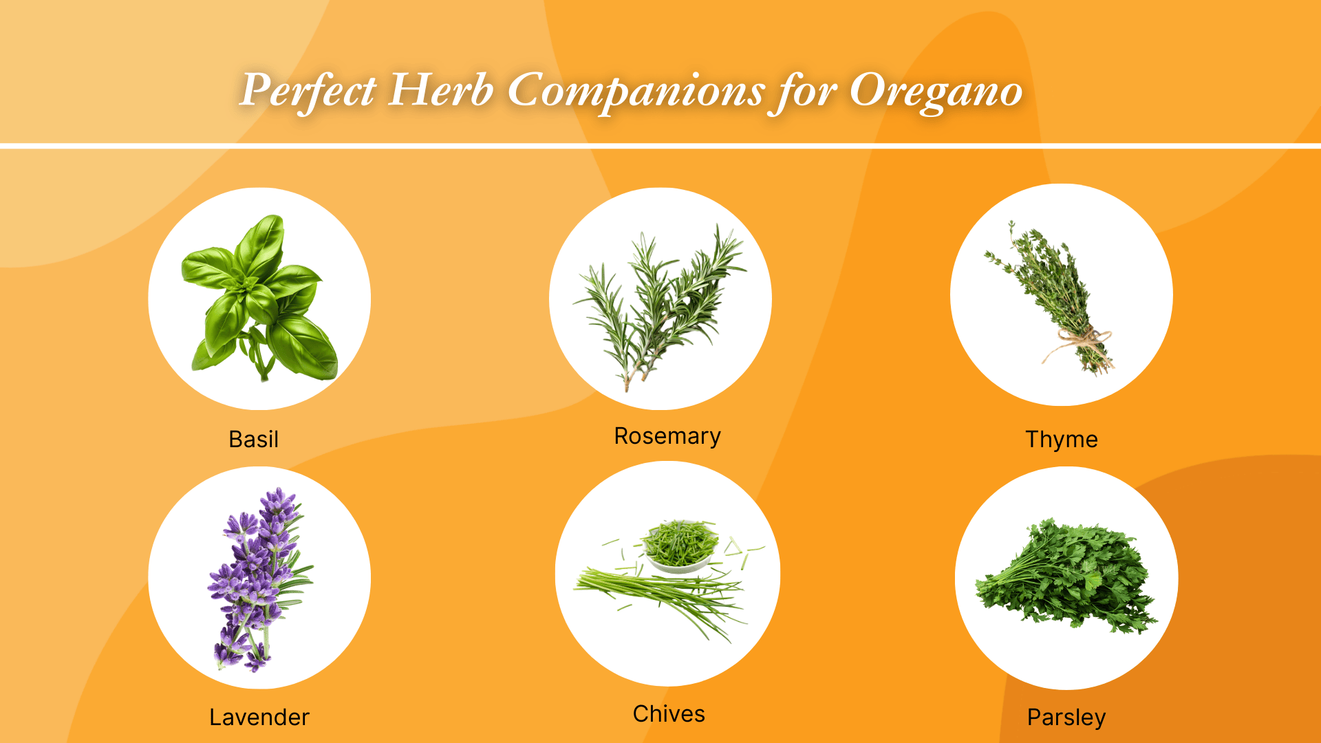 perfect-herb-companions-for-oregano