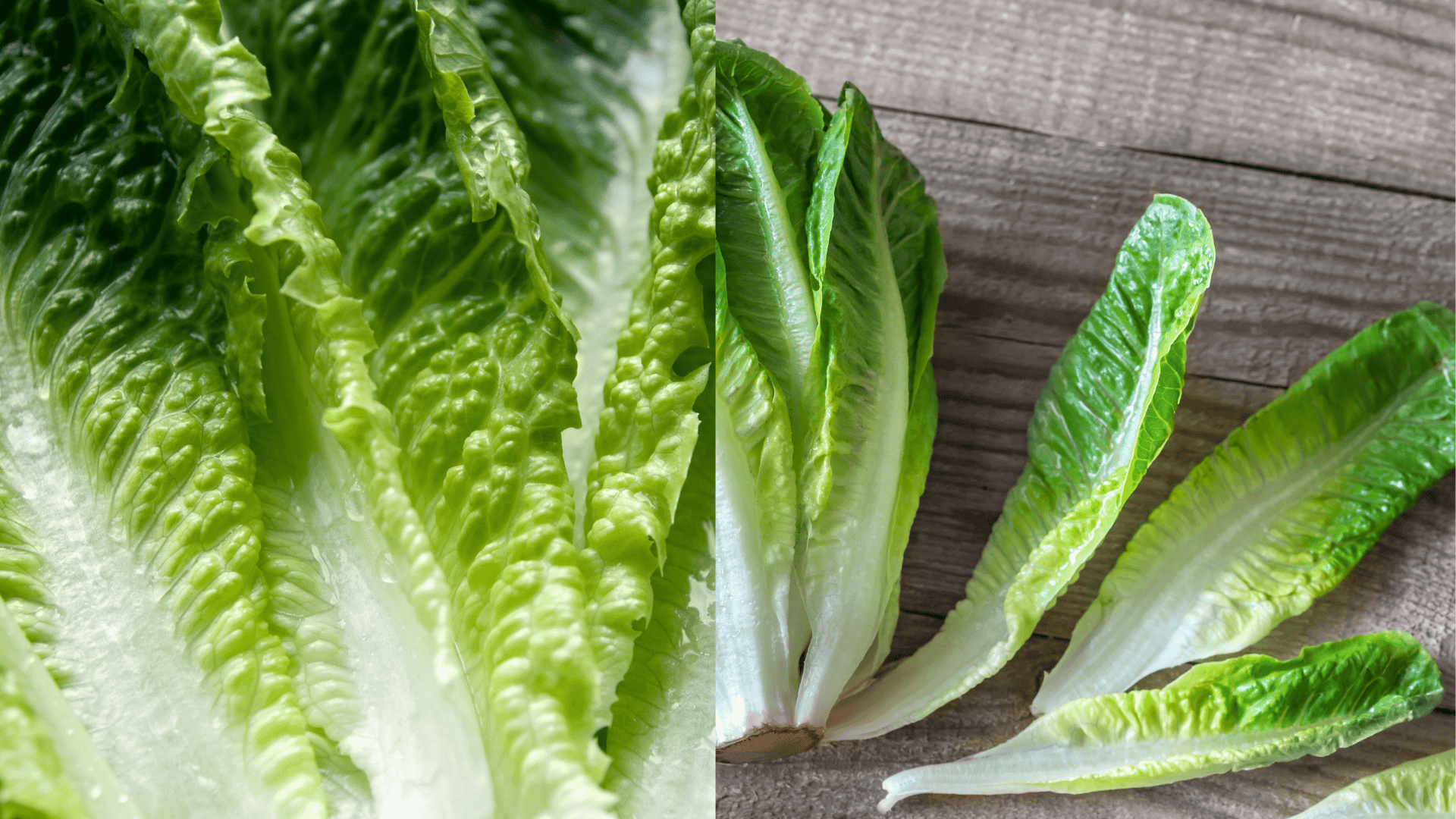 romaine lettuce