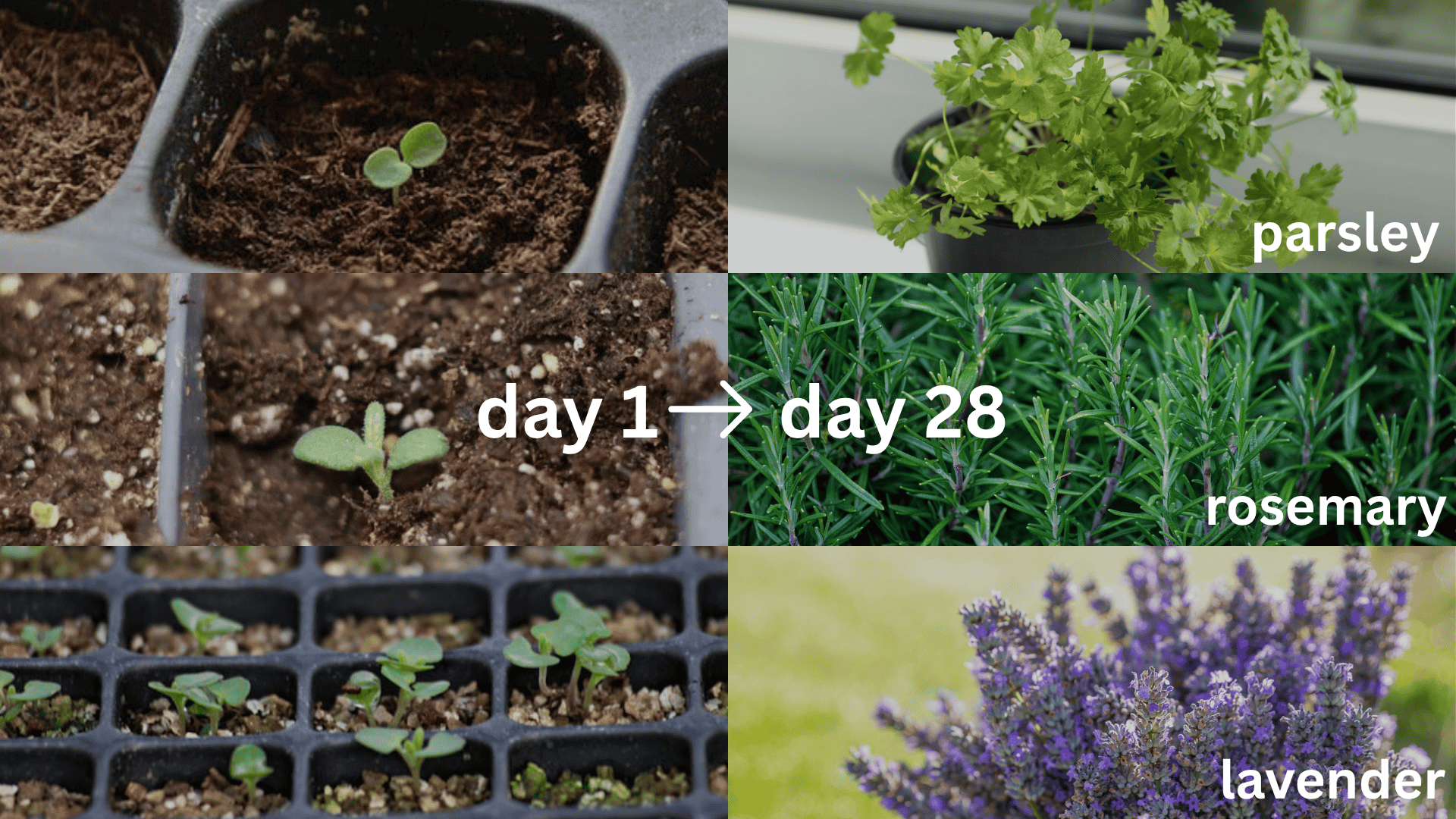 slow-Sprouting-Herbs