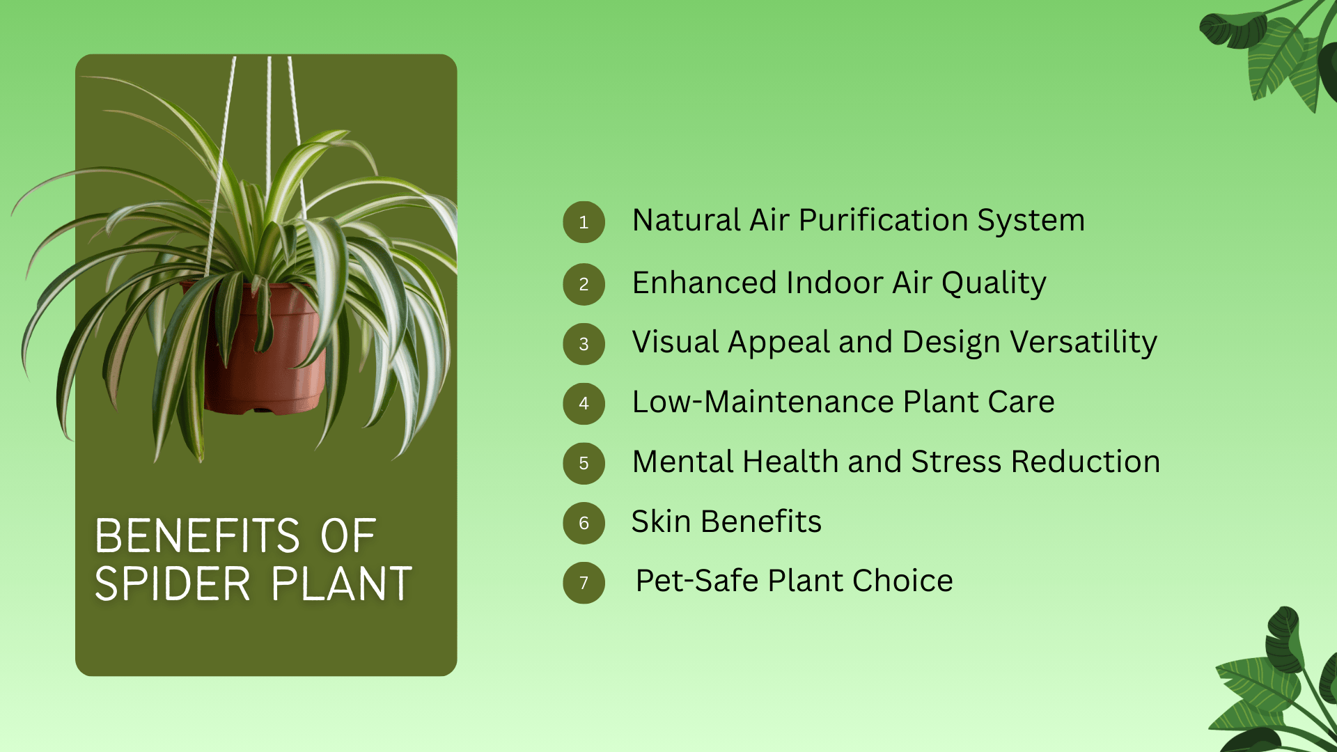 spider-plant-indoor-benefits