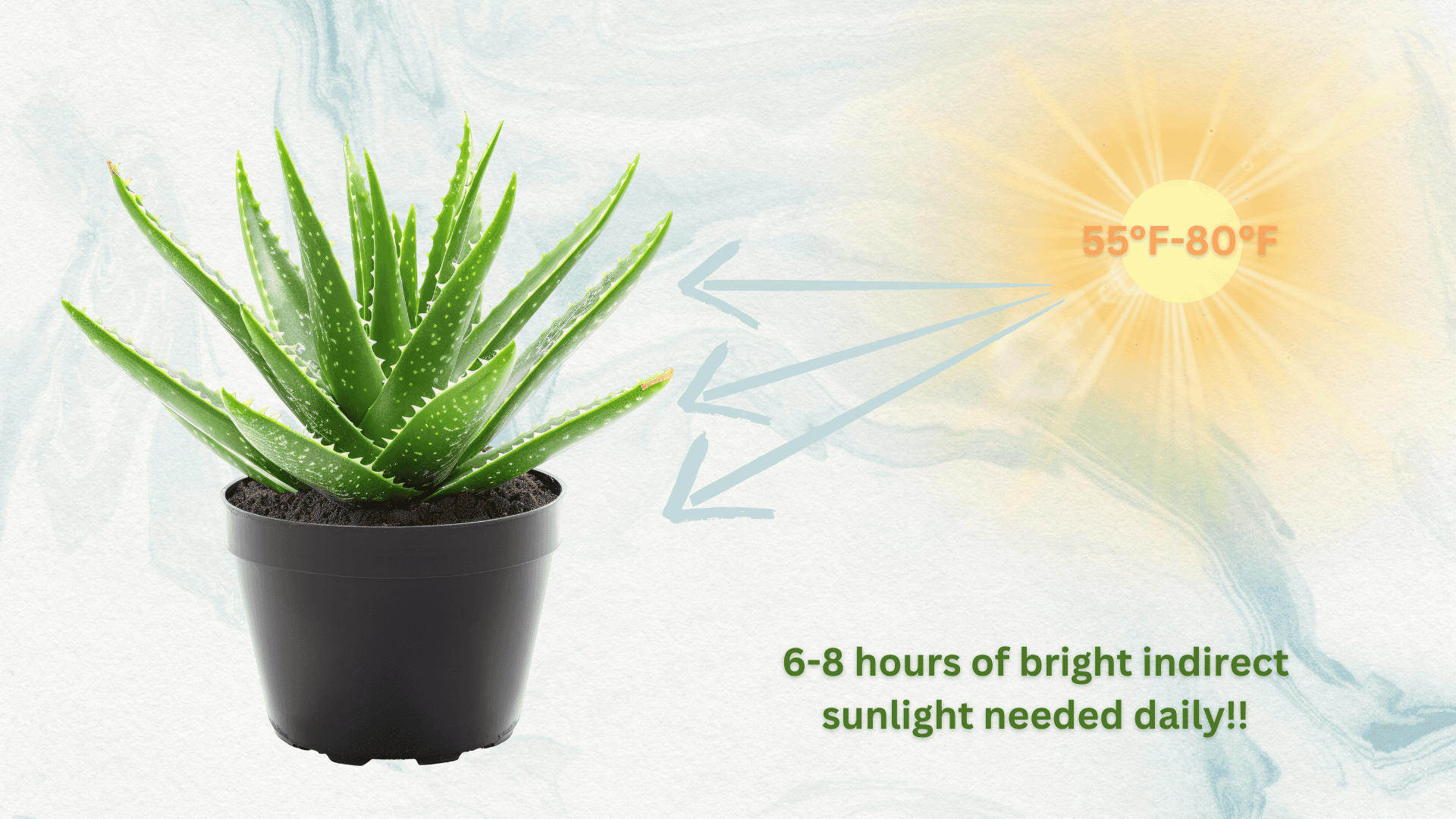 sunlight-requirements-aloe-plant