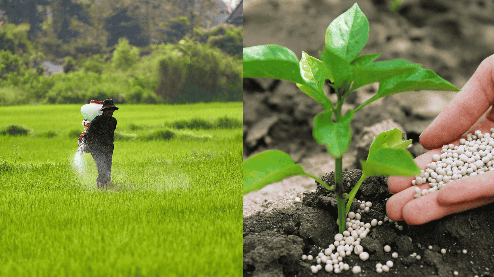 synthetic-fertilizer-disadvantages