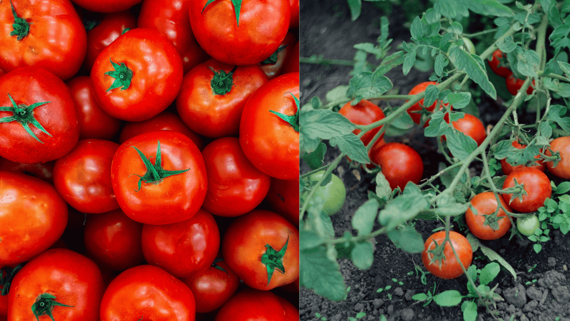tips-for-growing-tomatoes