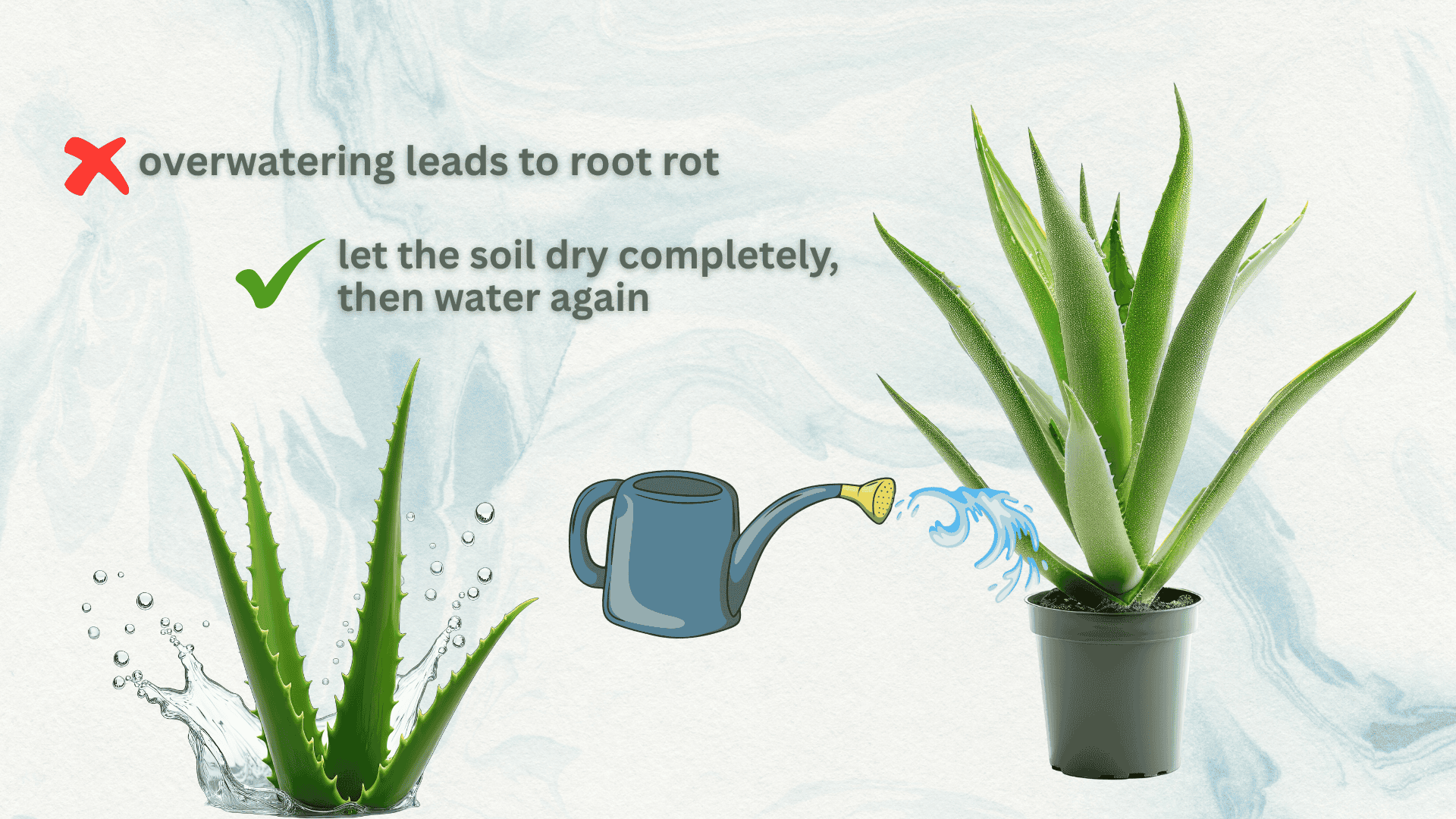 watering-requirements-aloe-plant